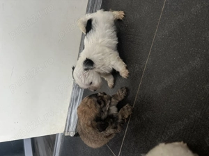 bichon maltez 400 lei  - imagine 2