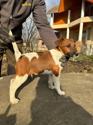 Catelusi Foxterrier Smooth - imagine 2