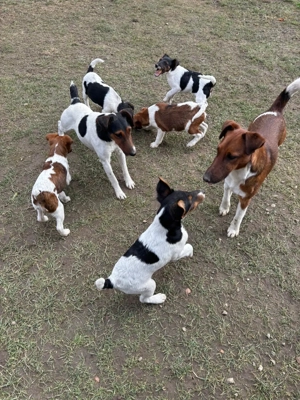 Catelusi Foxterrier Smooth - imagine 5