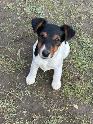 Catelusi Foxterrier Smooth - imagine 3