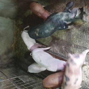 Vând șoldani  .Au trei luni - imagine 2