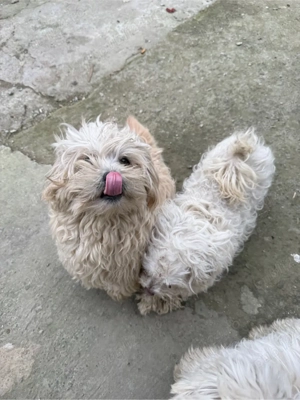 Donez Catei  - imagine 4