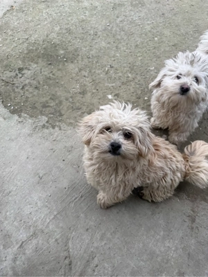 Donez Catei  - imagine 2