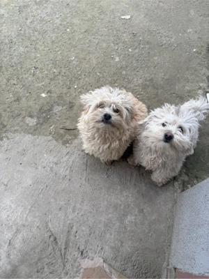 Donez Catei  - imagine 3