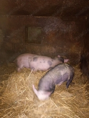 purcei pietran - imagine 2