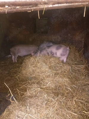 purcei pietran - imagine 3