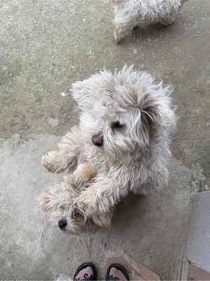 Donez Catei  - imagine 5