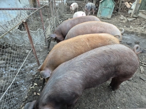 Porci de vanzare  - imagine 2