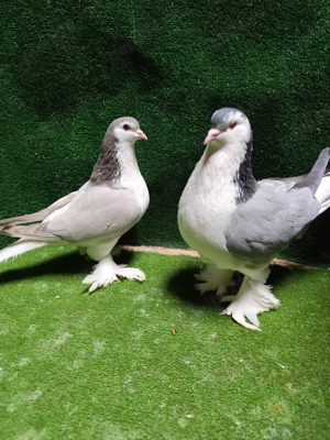 porumbei lahore  - imagine 4