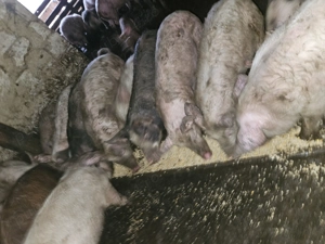 Vand porci la  la 60-100kg