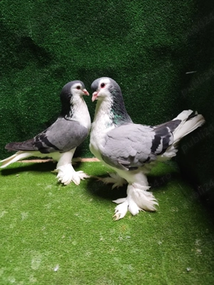 porumbei lahore  - imagine 3