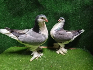 porumbei lahore  - imagine 2