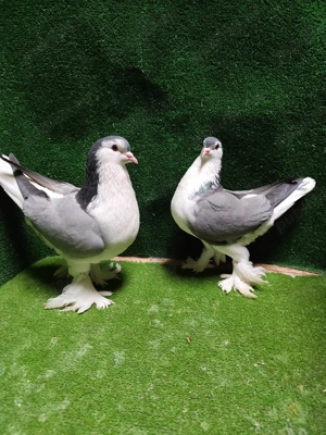 porumbei lahore  - imagine 5