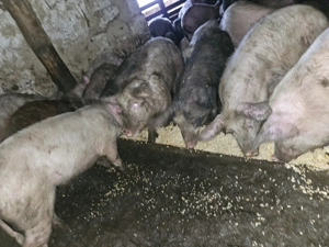 Vand porci la  la 60-100kg - imagine 2