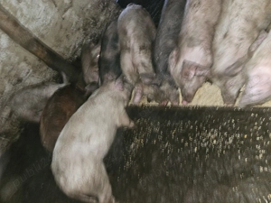 Vand porci la  la 60-100kg - imagine 3