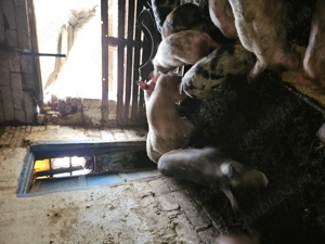 Vand porci la  la 60-100kg - imagine 4