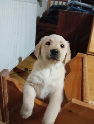 Puiuți de Labrador  - imagine 4