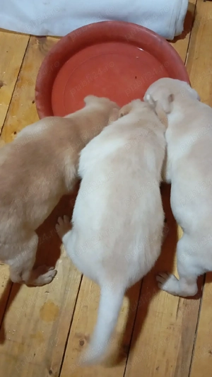 Puiuți de Labrador  - imagine 2