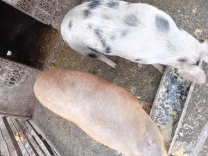 De vanzare  - imagine 2