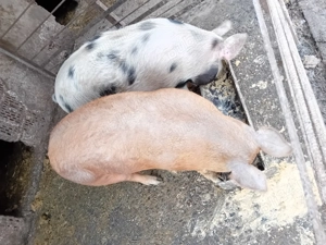 De vanzare  - imagine 3