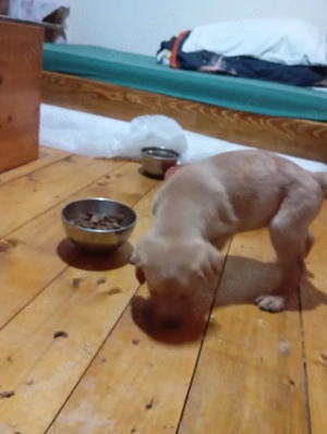 Puiuți de Labrador  - imagine 3