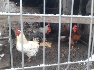 Vand cocosi romanesti - imagine 2