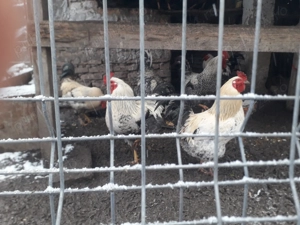 Vand cocosi romanesti