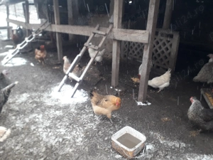 Vand gaini romanesti - imagine 2