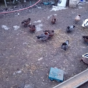 vând pasari de apa. - imagine 4