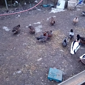 vând pasari de apa. - imagine 3