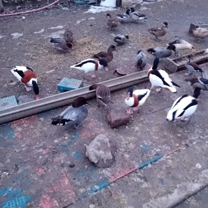 vând pasari de apa. - imagine 2