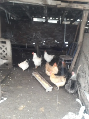 Vand gaini romanesti