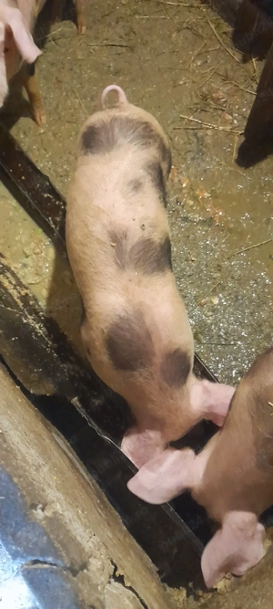 Vand purcei de 4-5 luni, aproximativ 35kg - imagine 3