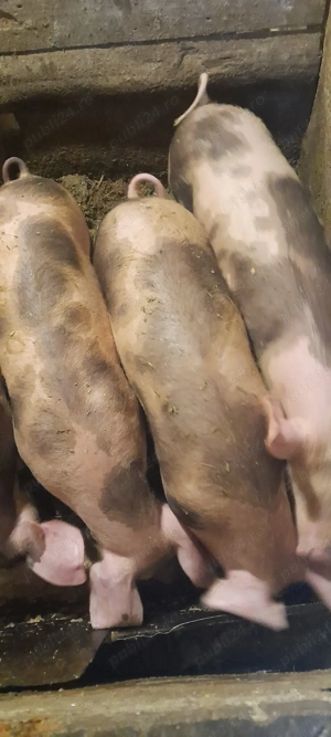 Vand purcei de 4-5 luni, aproximativ 35kg - imagine 2