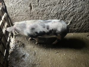 Porci de vânzare!! 80-90 de kg - imagine 5