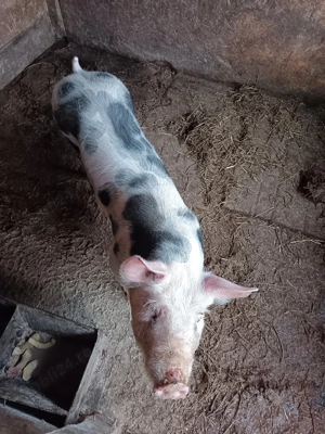 vand porci - imagine 4