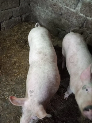 Porci de vânzare  - imagine 4