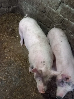 Porci de vânzare  - imagine 2