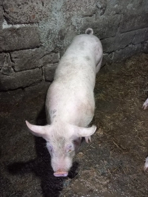 Porci de vânzare  - imagine 5