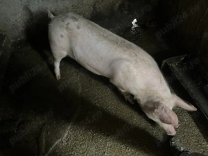 Porci de vânzare!! 80-90 de kg - imagine 4