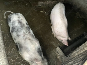 Porci de vânzare!! 80-90 de kg - imagine 3