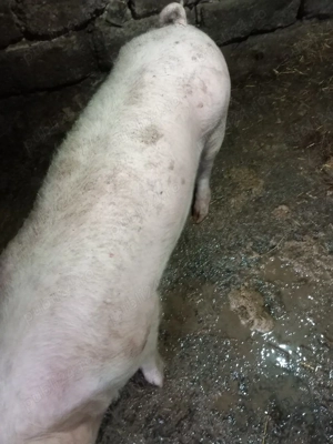 Porci de vânzare  - imagine 3