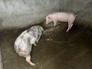 Porci de vânzare!! 80-90 de kg - imagine 2