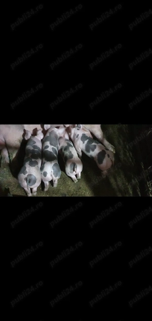 purcei petrean 7 saptamani