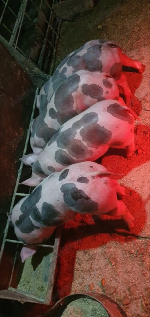 purcei petrean 7 saptamani - imagine 2