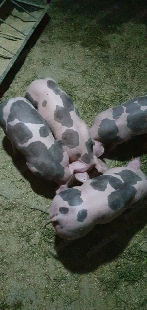 purcei petrean 7 saptamani - imagine 3