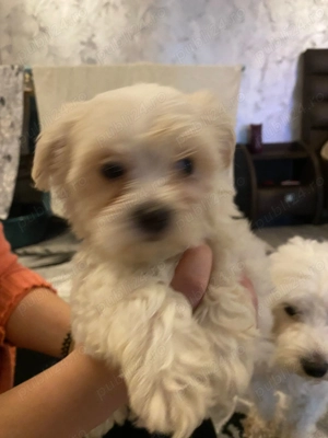 Bishoni de vanzare - imagine 4