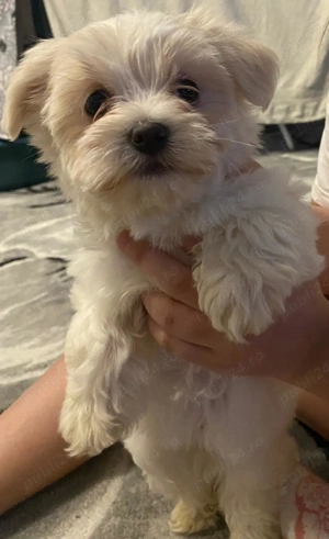 Bishoni de vanzare - imagine 3