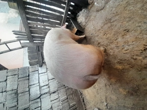 Vand porc( femela) - imagine 5