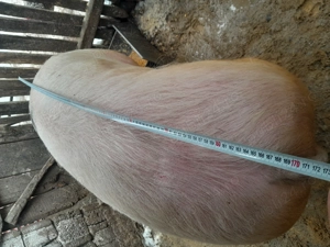 Vand porc( femela) - imagine 3